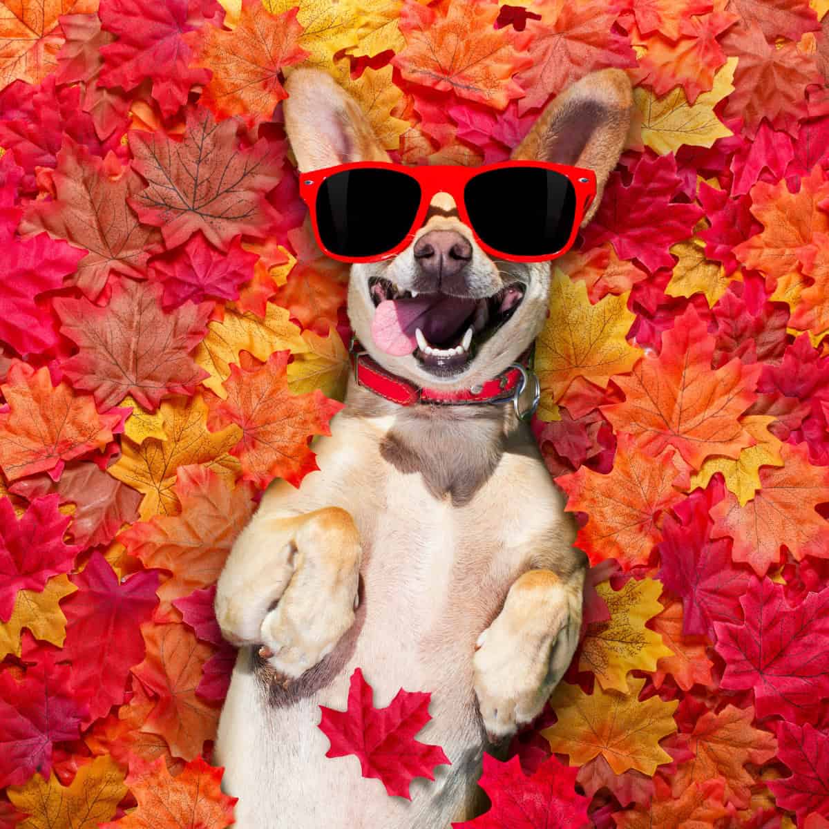Fall Humoor Fall Jokes - Fun Family Vibes