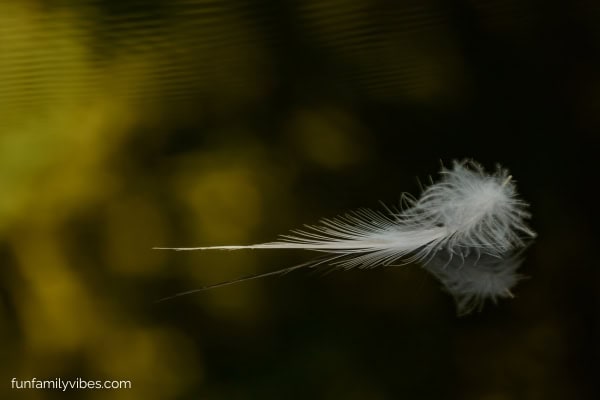 floating feather