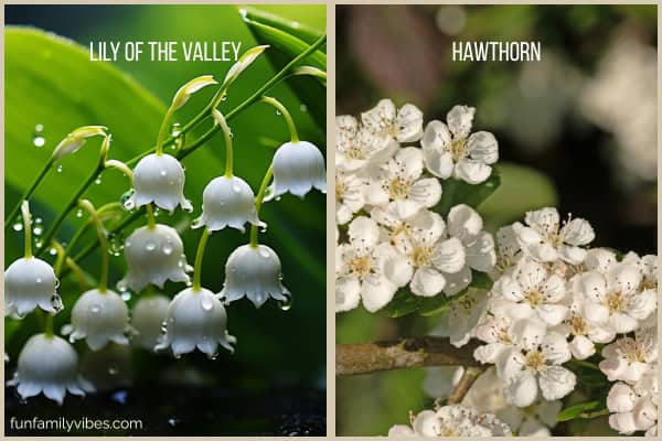 Lily of the Valley flowers and Hawthorn flowers