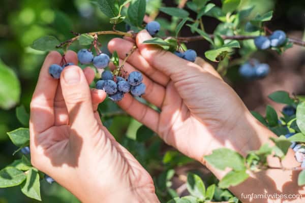 picking berries