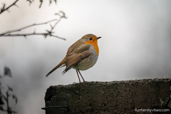 robin bird