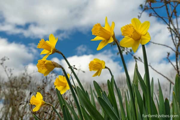 daffodils in spring