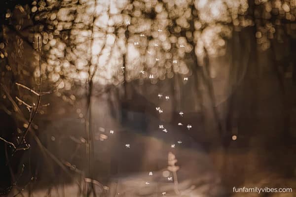 fireflies