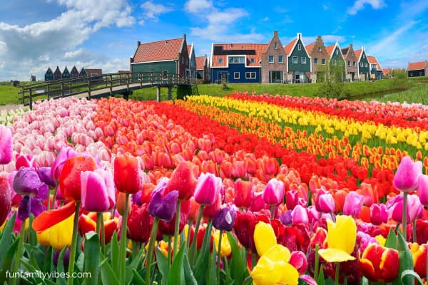field of tulips in Netherlands