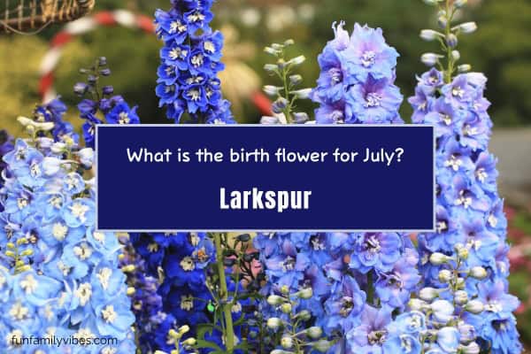 Larkspur flowers with question and answer overlay
