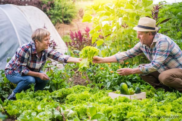 seniors doing vegetable gardening